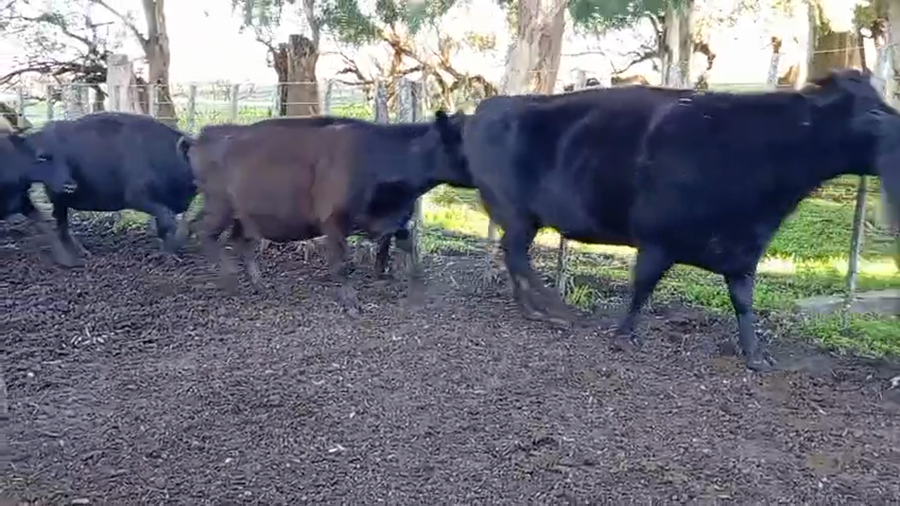 Lote 35 Vacas de invernar en Buenos Aires, Benito Juárez