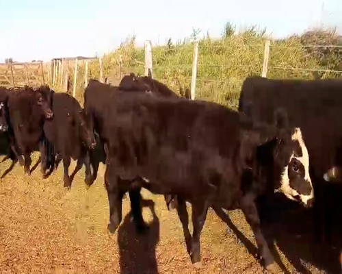 Lote 42 Terneras en Salazar, Buenos Aires