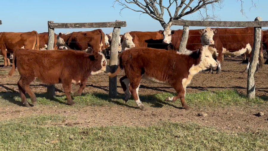 Lote 75 Terneras en Corrientes, Curuzu Cuatia