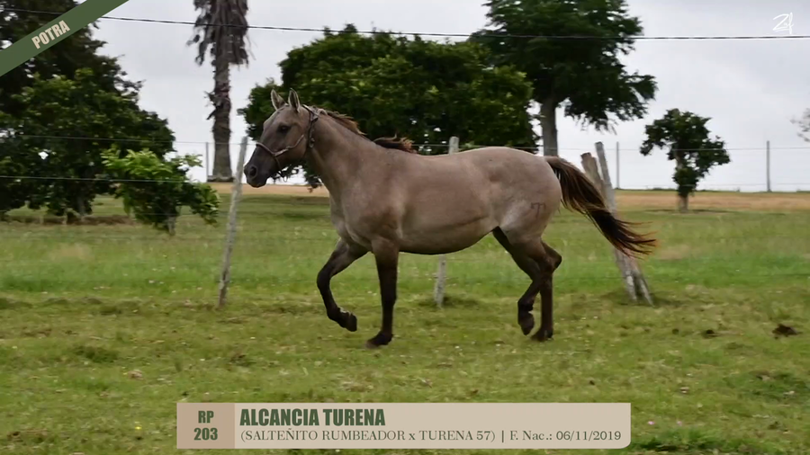 Lote ALCANCIA TURENA