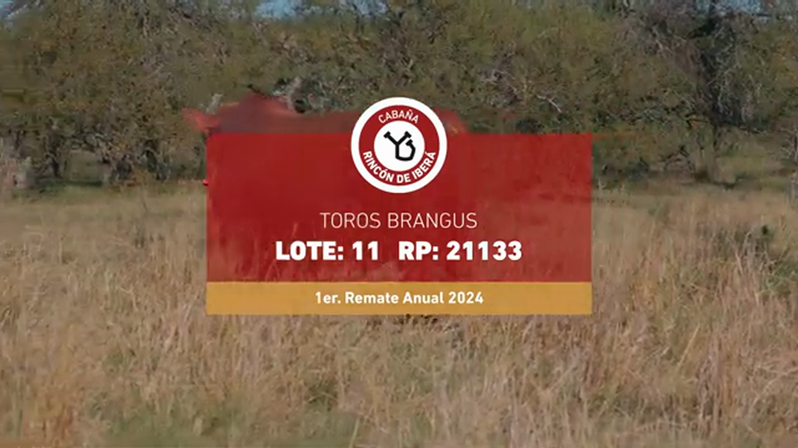 Lote RINCON IBERA 21133
