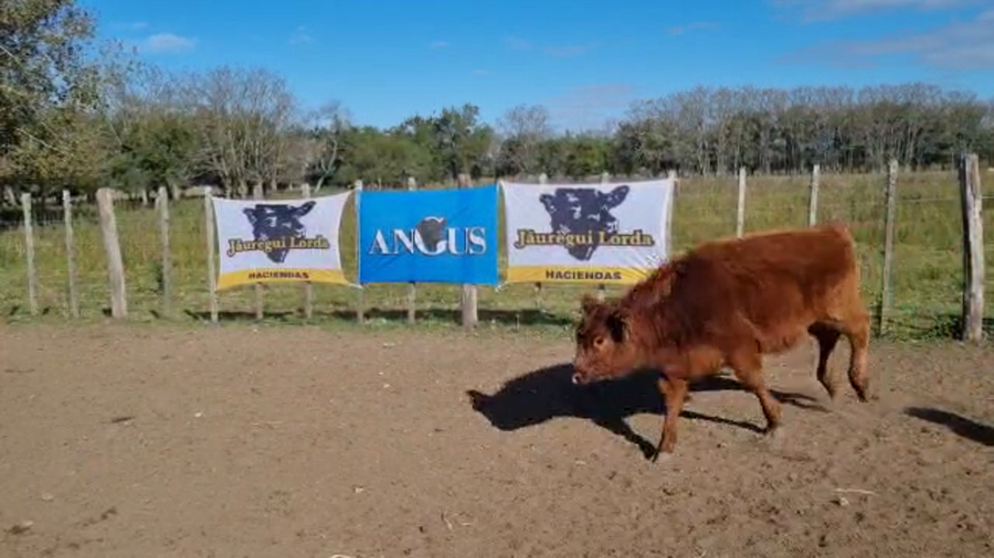 Lote 65 Terneras en Brandsen, Buenos Aires