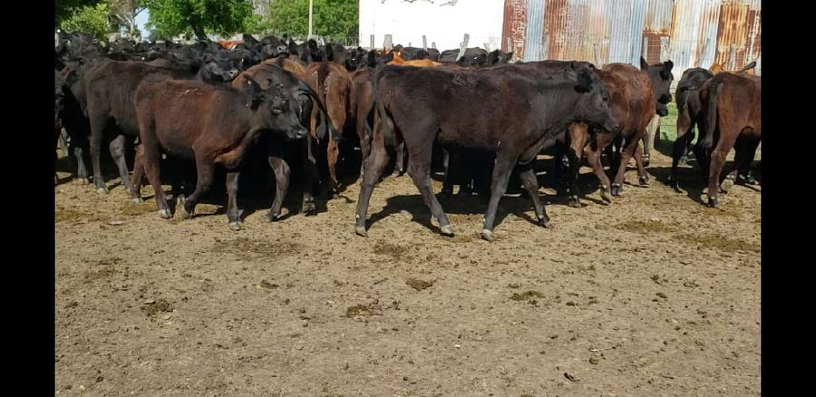 Lote 60 Terneras en Entre Ríos, Villaguay