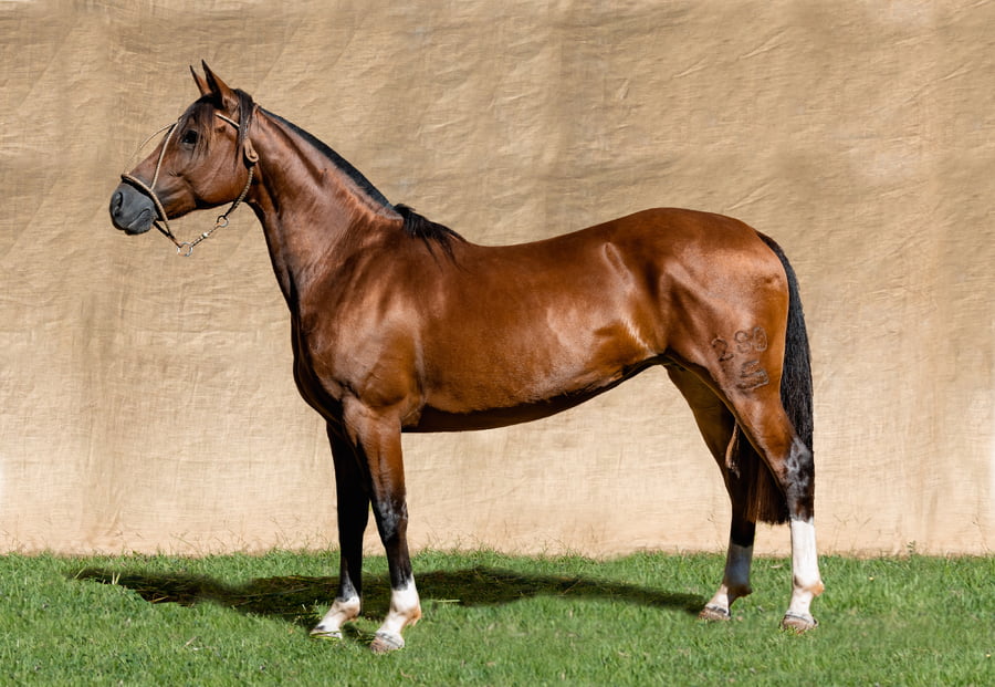 Lote LA VINEA DO CAÇADOR RP 280