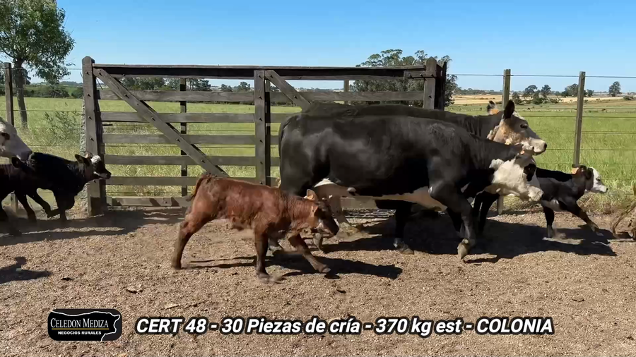 Lote 30 Piezas de cría en Tarariras, Colonia
