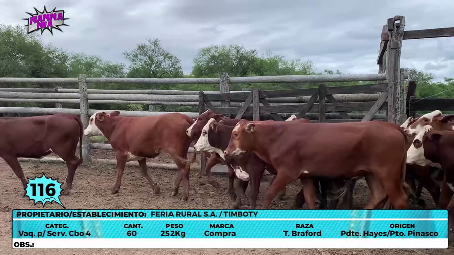 Lote LOTE 116