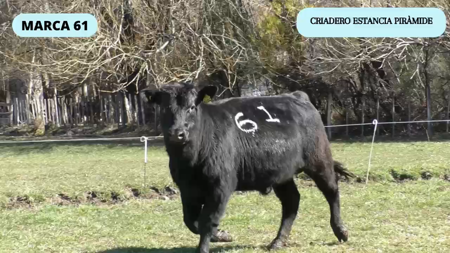 Lote 1 Toro en Río Ibáñez, XI Región Aysén