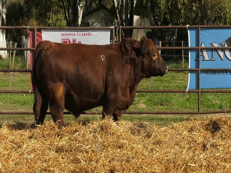 Lote TOROS ANGUS PP
