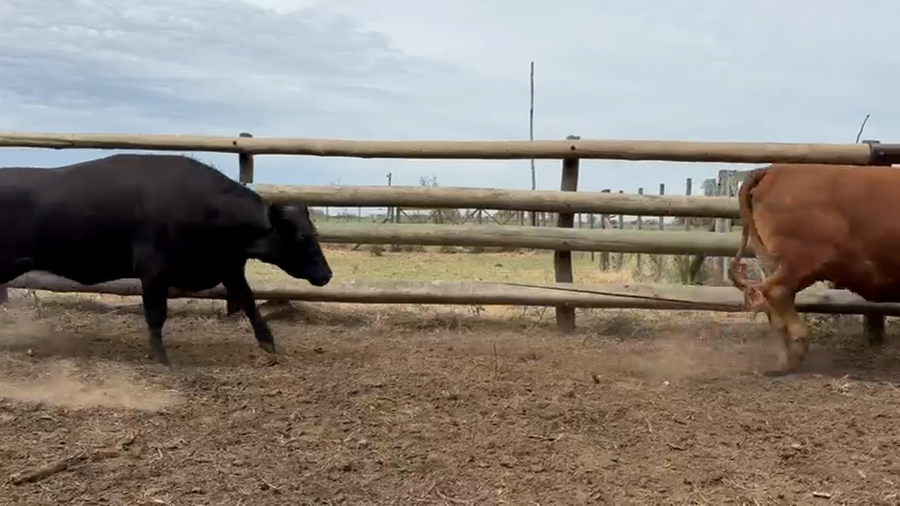 Lote 30 Vacas nuevas C/ gtia de preñez