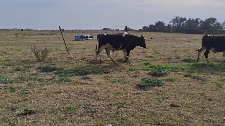 Lote 18 Terneros Holando Argentino en Col. Bossi, Santa Fe
