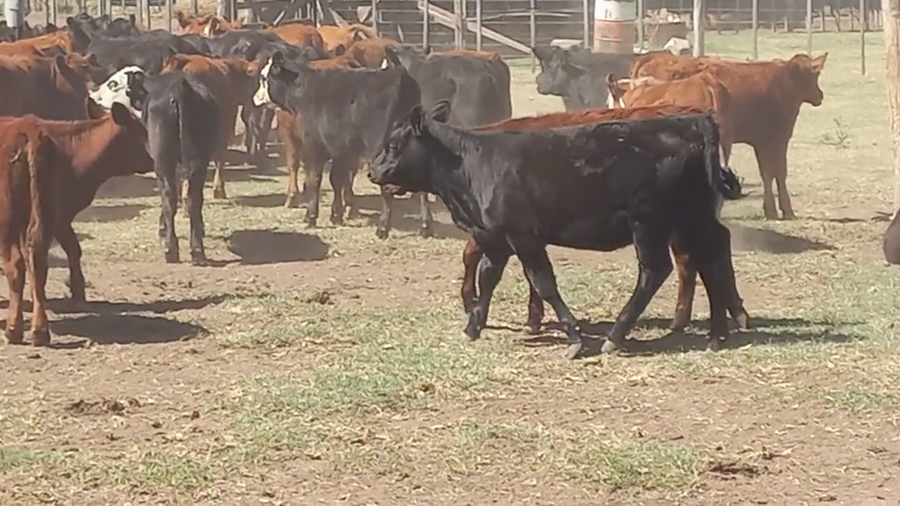 Lote 120 Terneras en Daireaux
