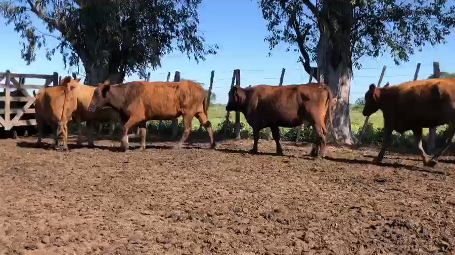 Lote 55 Vacas nuevas Preñadas en Gran Guardia, Formosa