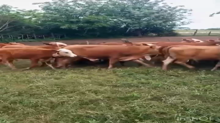 Lote 55 Terneros/as en Corrientes, San Miguel