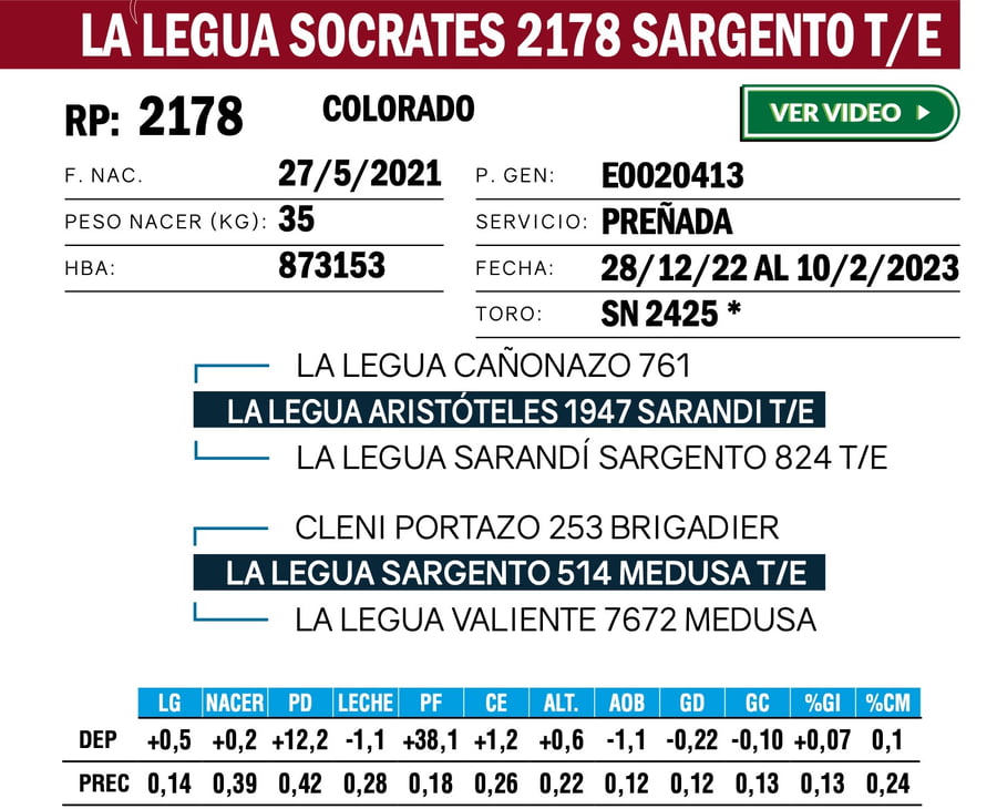 Lote VAQUILLONAS ANGUS  PP