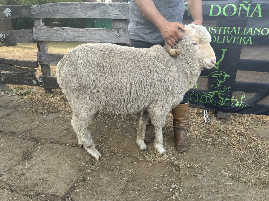 Lote Borrego 2D (MO: Si)