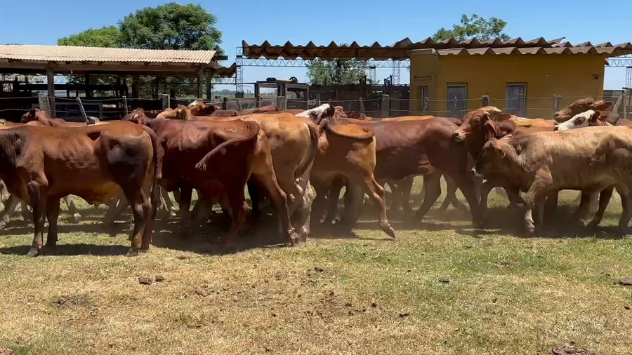 Lote 50 Novillos en Virasoro, Corrientes