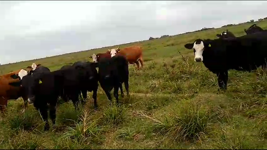 Lote 35 Vaquillonas C/ gtia de preñez en Pilar, Santa Fe