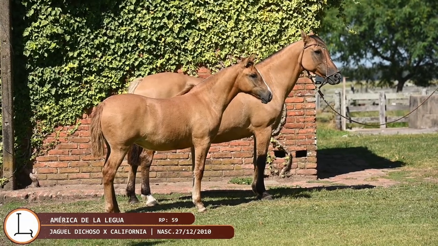 Lote America de la Legua