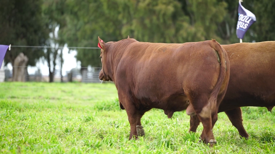 Lote Toros PC Colorado