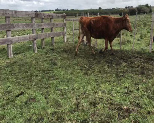 Lote 1 Vacas de Invernada en San José