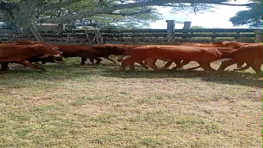 Lote 121 Terneros en Chaco, Laguna Blanca