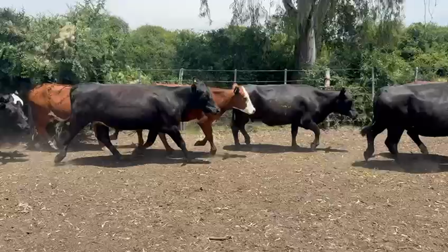 Lote 35 Vientres con servicio en Entre Ríos, Federal