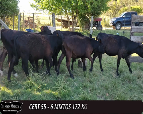 Lote (Vendido)6 Terneros y Terneras 4 AA X HO,  1 AA,  1 NO XHO a remate en 12° Remate por Pantalla 172kg -  en - RUTA 36, VILLA NUEVA