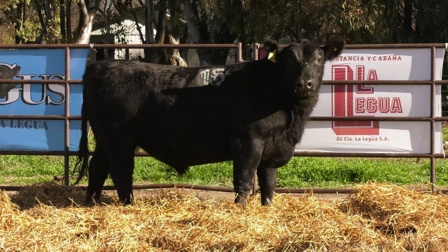 Lote TOROS ANGUS NEGROS PC