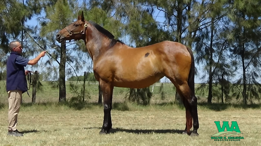 Lote UNICA