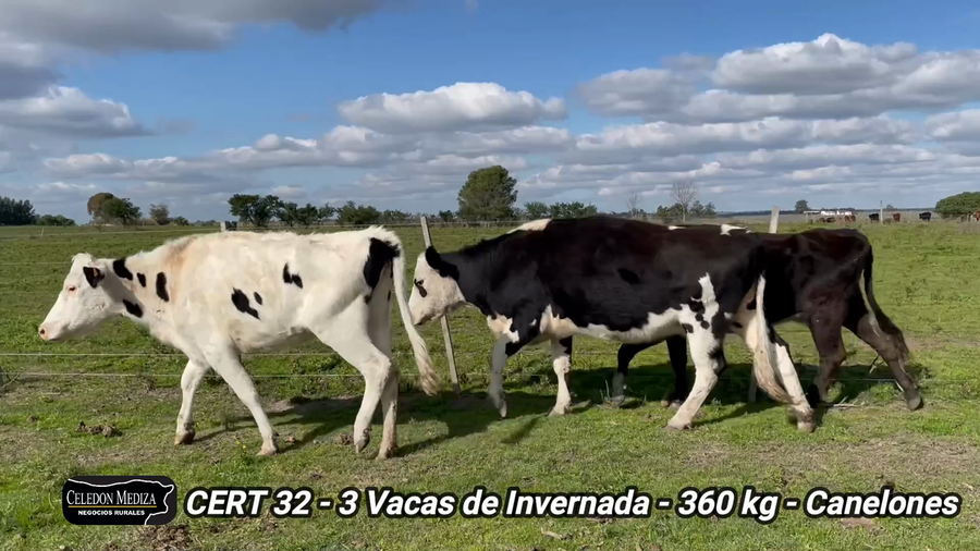 Lote 3 Terneros en Canelones
