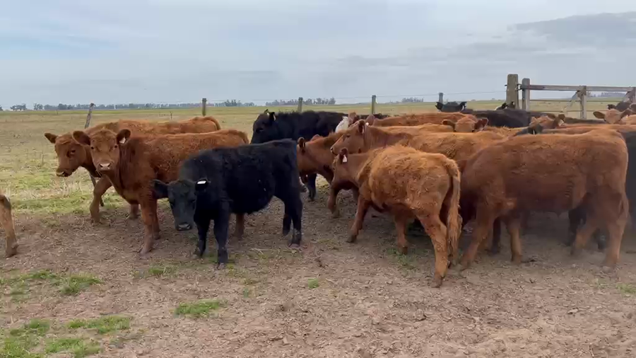 Lote 48 Novillitos en Urdampilleta