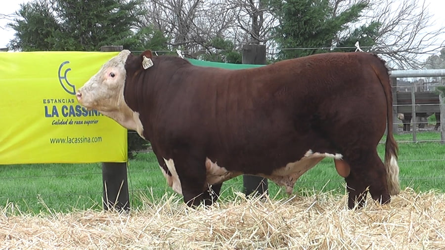 Lote TOROS P. HEREFORD PUROS DE PEDIGREE