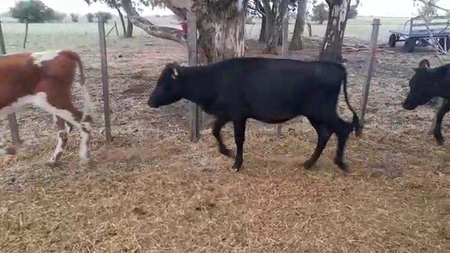 Lote 7 Terneras Cruza