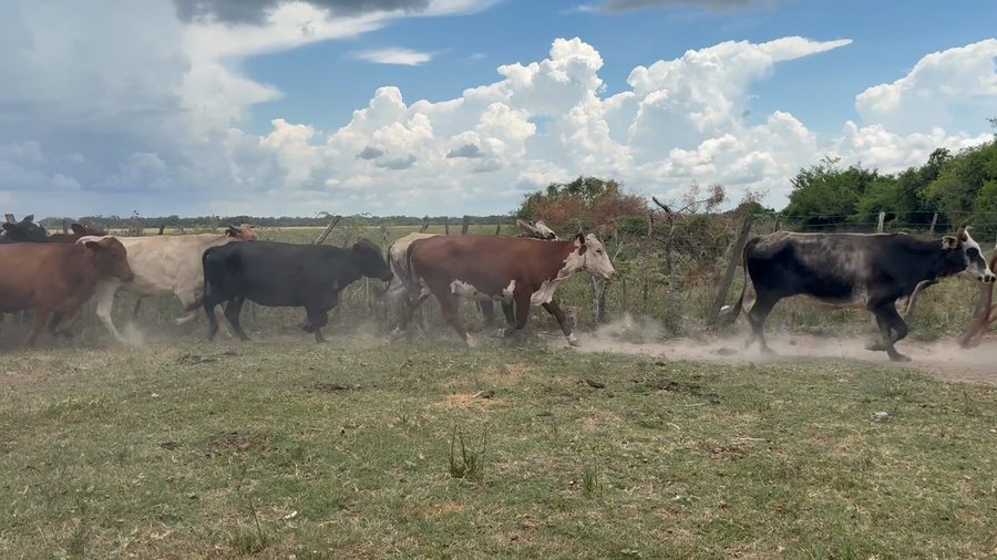 Lote 22 Vacas p/ invernar en Corrientes, San Cosme