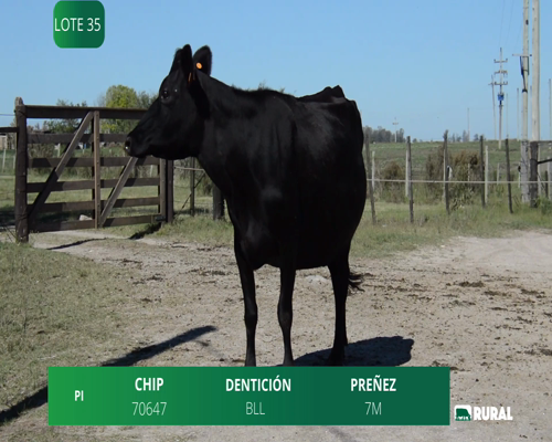 Lote VACA KIWI SECA PREÑADA