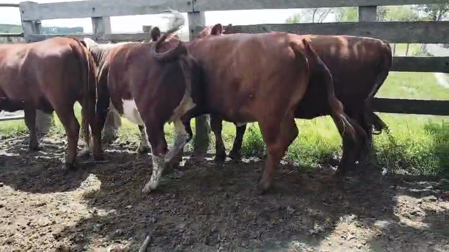 Lote 4 Vaquillonas  a remate en Pantalla Camy, San José