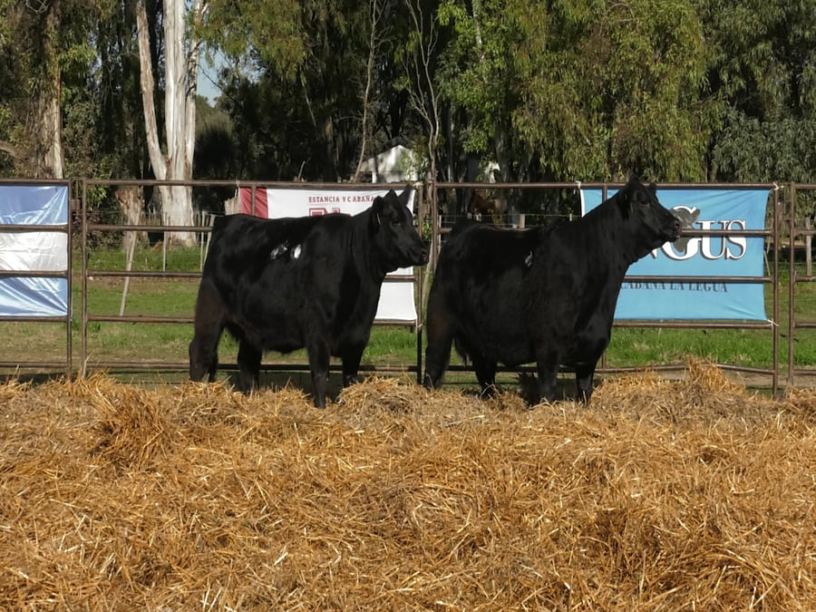 Lote VAQUILLONAS ANGUS  PP