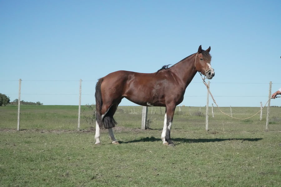 Lote MACARENA CATALINA