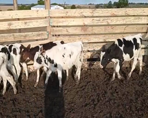 Lote 16 Terneros en Colonia