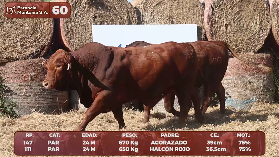 Lote LOTE 60