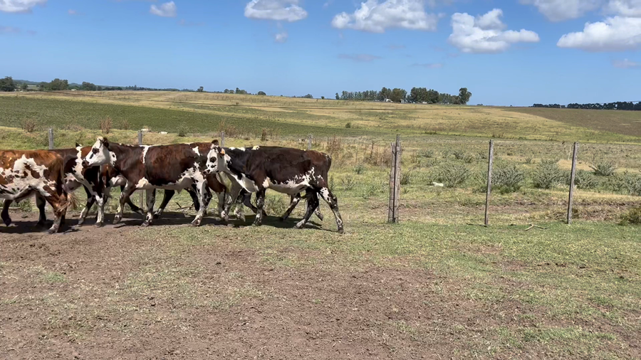 Lote NOVILLOS 1 a 2 AÑOS
