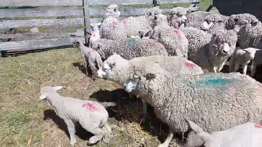 Lote 20 Piezas de cría a remate en Pantalla Camy 40kg - , San José