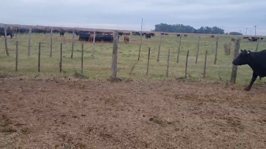 Lote 63 Vacas CUT preñadas