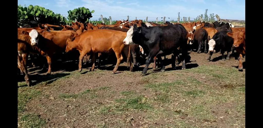 Lote 101 Terneros/as en Villaguay, Entre Ríos