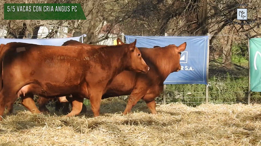 Lote "Cabaña ""La Marianita"" Vacas 1ra paricion primavera PC"