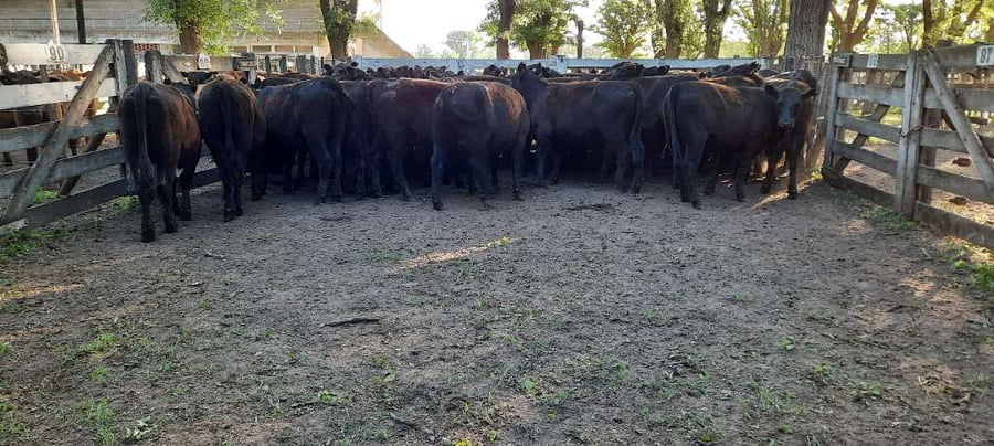 Lote 52 Vaquillonas en Gral. Lamadrid, Buenos Aires