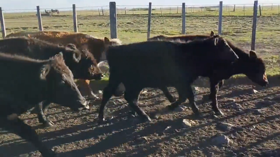 Lote Terneros y novillos