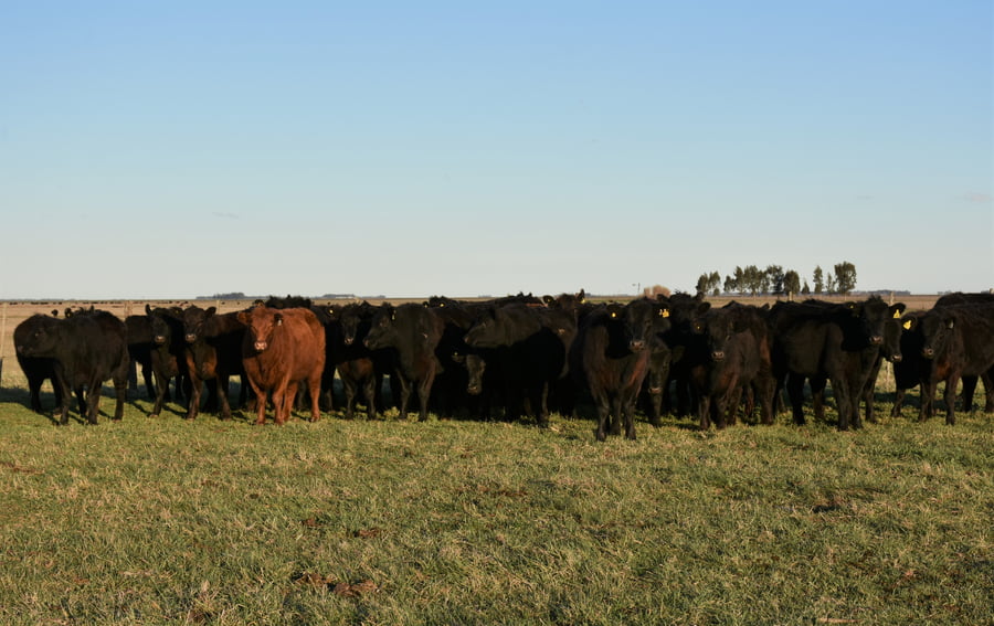 Lote VAQ PARTO OTOÑO