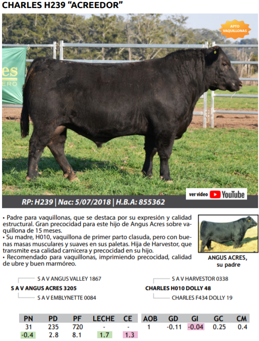 Lote TOROS PEDRIGREE