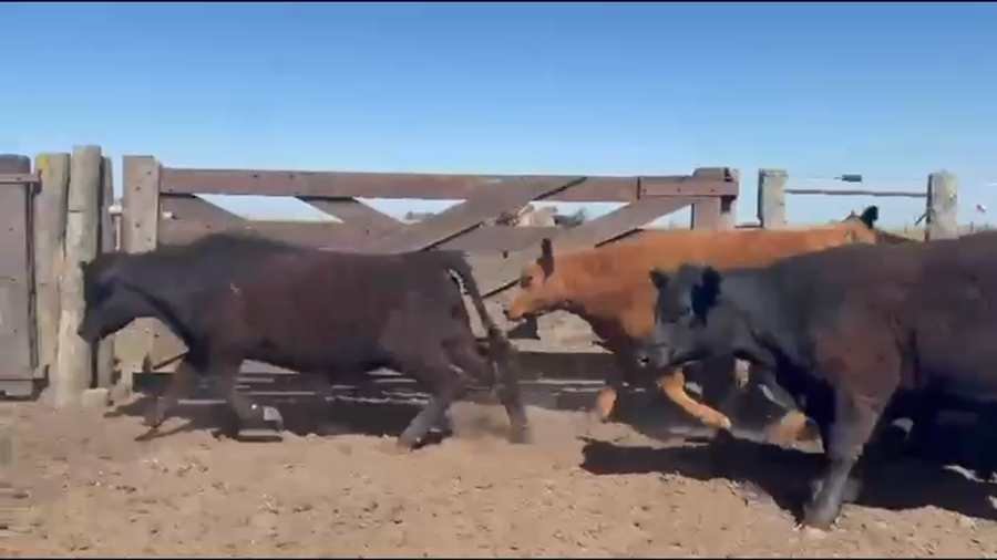 Lote 80 Terneros en Buenos Aires, Gral. Lamadrid